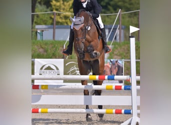 Caballo de deporte alemán, Caballo castrado, 12 años, 169 cm, Castaño