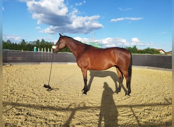 Caballo de deporte alemán, Caballo castrado, 12 años, 170 cm, Castaño