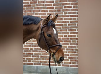 Caballo de deporte alemán, Caballo castrado, 12 años, 170 cm, Castaño