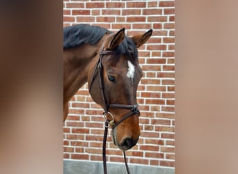 Caballo de deporte alemán, Caballo castrado, 12 años, 170 cm, Castaño