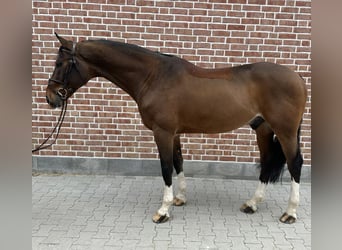 Caballo de deporte alemán, Caballo castrado, 12 años, 170 cm, Castaño