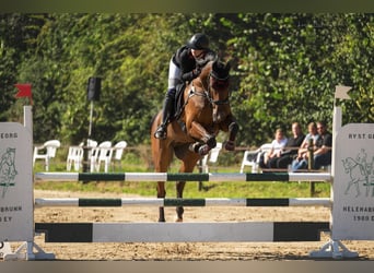 Caballo de deporte alemán, Caballo castrado, 12 años, 172 cm, Castaño