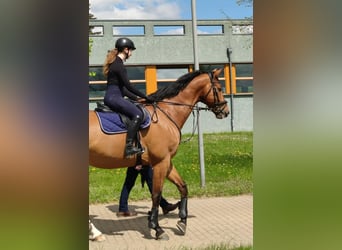 Caballo de deporte alemán, Caballo castrado, 12 años, 173 cm, Castaño