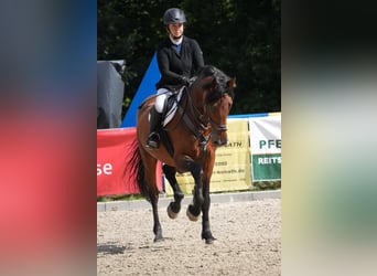Caballo de deporte alemán, Caballo castrado, 12 años, 173 cm, Castaño
