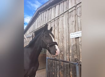 Caballo de deporte alemán, Caballo castrado, 12 años, 175 cm, Morcillo