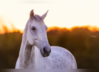 Caballo de deporte alemán, Caballo castrado, 12 años, 179 cm, Tordo