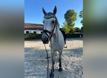 Caballo de deporte alemán, Caballo castrado, 12 años, 179 cm, Tordo