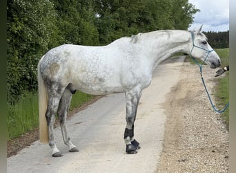 Caballo de deporte alemán, Caballo castrado, 12 años, 179 cm, Tordo