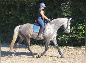 Caballo de deporte alemán, Caballo castrado, 12 años, 179 cm, Tordo