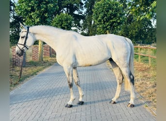 Caballo de deporte alemán, Caballo castrado, 12 años, 180 cm, Tordo
