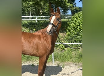 Caballo de deporte alemán, Caballo castrado, 13 años, 162 cm, Alazán