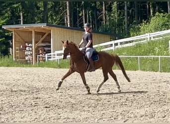 Caballo de deporte alemán, Caballo castrado, 13 años, 162 cm, Alazán