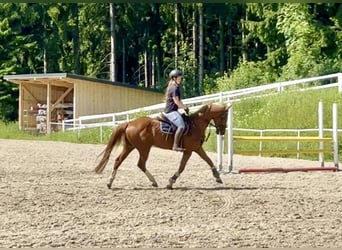 Caballo de deporte alemán, Caballo castrado, 13 años, 162 cm, Alazán