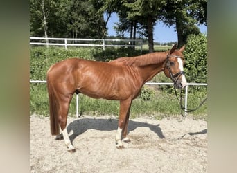 Caballo de deporte alemán, Caballo castrado, 13 años, 162 cm, Alazán