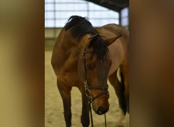 Caballo de deporte alemán, Caballo castrado, 13 años, 167 cm, Castaño