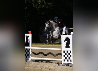 Caballo de deporte alemán, Caballo castrado, 13 años, 167 cm, Tordo rodado