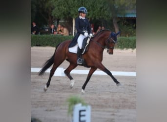 Caballo de deporte alemán, Caballo castrado, 13 años, 168 cm