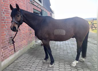 Caballo de deporte alemán, Caballo castrado, 13 años, 170 cm, Castaño