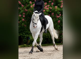 Caballo de deporte alemán, Caballo castrado, 13 años, 170 cm, Tordo