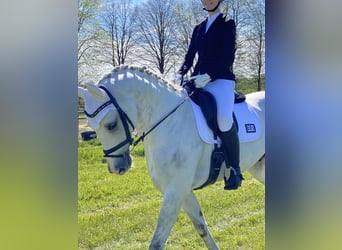 Caballo de deporte alemán, Caballo castrado, 13 años, 170 cm, Tordo