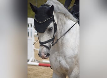 Caballo de deporte alemán, Caballo castrado, 13 años, 170 cm, Tordo