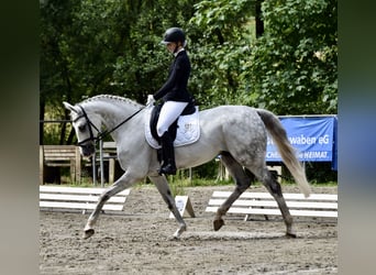 Caballo de deporte alemán, Caballo castrado, 13 años, 170 cm, Tordo