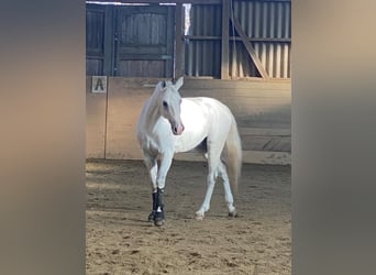 Caballo de deporte alemán, Caballo castrado, 13 años, 170 cm, Tordo