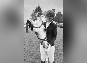 Caballo de deporte alemán, Caballo castrado, 13 años, 170 cm, Tordo