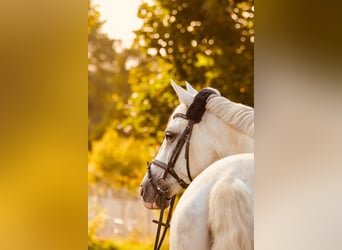 Caballo de deporte alemán, Caballo castrado, 13 años, 170 cm, Tordo