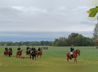 Caballo de deporte alemán, Caballo castrado, 13 años, 172 cm, Castaño