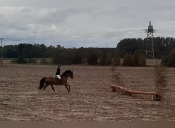 Caballo de deporte alemán, Caballo castrado, 13 años, 172 cm, Castaño