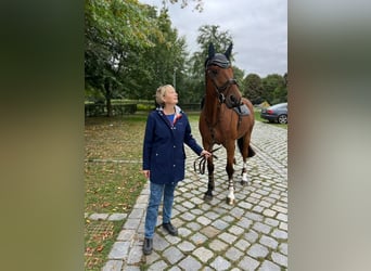 Caballo de deporte alemán, Caballo castrado, 13 años, 172 cm, Castaño