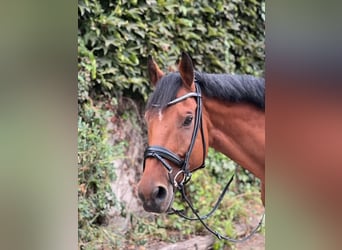 Caballo de deporte alemán, Caballo castrado, 13 años, 172 cm, Castaño