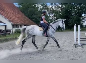 Caballo de deporte alemán, Caballo castrado, 13 años, 172 cm, Tordo