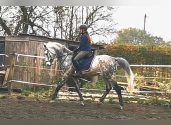 Caballo de deporte alemán, Caballo castrado, 13 años, 172 cm, Tordo