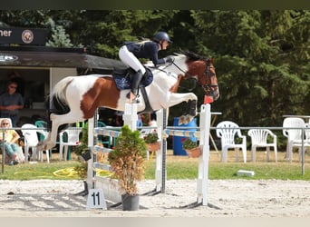 Caballo de deporte alemán, Caballo castrado, 13 años, 174 cm, Pío