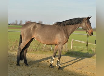 Caballo de deporte alemán, Caballo castrado, 13 años, 175 cm
