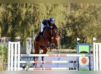 Caballo de deporte alemán, Caballo castrado, 13 años, 180 cm, Castaño