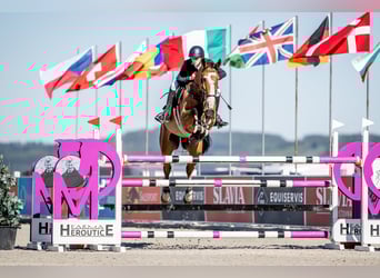 Caballo de deporte alemán, Caballo castrado, 13 años, 180 cm, Castaño