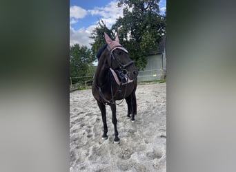 Caballo de deporte alemán Mestizo, Caballo castrado, 14 años, 155 cm, Negro