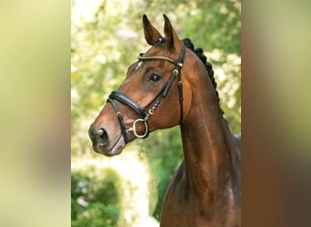 Caballo de deporte alemán, Caballo castrado, 14 años, 168 cm, Castaño