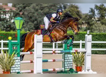 Caballo de deporte alemán, Caballo castrado, 14 años, 170 cm, Castaño rojizo