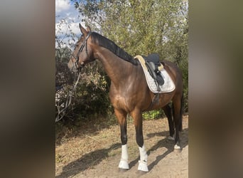 Caballo de deporte alemán, Caballo castrado, 14 años, 172 cm, Castaño