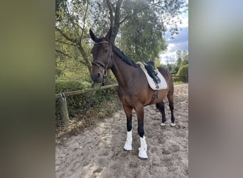 Caballo de deporte alemán, Caballo castrado, 14 años, 172 cm, Castaño