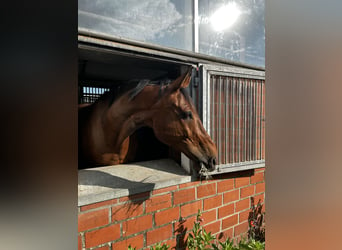 Caballo de deporte alemán, Caballo castrado, 14 años, 172 cm, Castaño