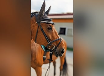 Caballo de deporte alemán, Caballo castrado, 14 años, 174 cm, Castaño