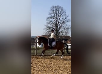 Caballo de deporte alemán, Caballo castrado, 15 años, 167 cm, Castaño