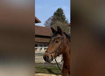 Caballo de deporte alemán, Caballo castrado, 15 años, 167 cm, Castaño