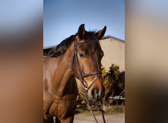 Caballo de deporte alemán, Caballo castrado, 15 años, 167 cm, Castaño