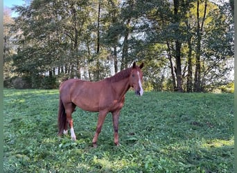 Caballo de deporte alemán, Caballo castrado, 15 años, 175 cm, Alazán